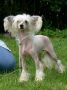 Vendy Ciciko Chinese Crested