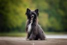 Sharon Stone Nagi Instynkt Chinese Crested