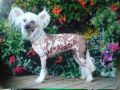 Polka Dot By Sigyns Chinese Crested