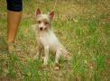 Kanis Ventis G - Fulkrum Chinese Crested