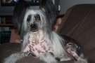 Fancy Style Kleopatra Chinese Crested