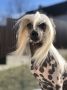 Aurum Time Amsterdam Chinese Crested