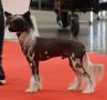 Navy Royal Star des Zphyrs de l'Olympe Chinese Crested