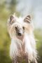 Solino's Ready To Rumble Chinese Crested