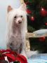 Fanfare For Blonde Gambitas Chinese Crested
