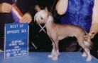 Jonbrecy's I'll Be Luv N You Chinese Crested