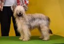 Caribbean Criollo Texas Midnight Cowboy Chinese Crested