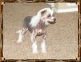 Outlaw's Right On Schedule Chinese Crested
