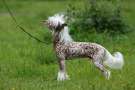 Opus Palmare Egor Chinese Crested