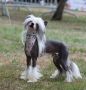 JCH.Coromar Gaud Glow Chinese Crested