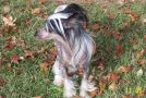 Peanut Coleman Chinese Crested