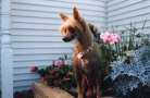 Edgewood's On A Carousel Chinese Crested