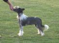 Glanore Stacked in Black Chinese Crested