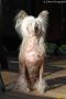 Vienna Calling de GabriTho Chinese Crested