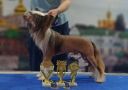 Star Show Bon Ami Mitsuo Chinese Crested