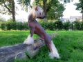 Ensidias Celebrity Skin Chinese Crested