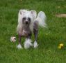 Shalimar Little Champs Chinese Crested