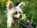 Gracia Chinese Crested