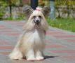 Ognenny Lotos Karlitas Chinese Crested