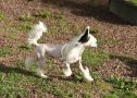 HitLine Ltd Ultra Mega Boom Chinese Crested