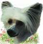 Zucci Highly Exotic At Oolagha Chinese Crested