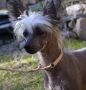 Dreamofmine Dirty Harry Chinese Crested