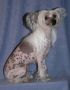 Luminara's Beauty Of Spring Chinese Crested