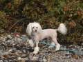Twice as Nice Making Waves Chinese Crested