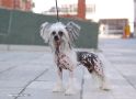 Irgen Gold Panna Smetanna Chinese Crested