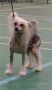 Salmoncrest Gems and Jewels SHcM Chinese Crested
