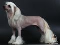 Intrel Chinese Crested