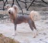 Sanctuary much Whamblam Thax. Kam Chinese Crested
