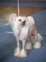 Allien z Jasne hvezdy Chinese Crested