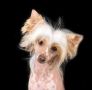 I'm happy Little Champs Chinese Crested