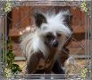Khiatos Base's Loaded At Baldpark Chinese Crested