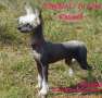 Nomilas Cc In Love Chinese Crested