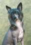 Beijai Chauve Moonlit Tempest Chinese Crested