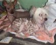 Lily Chinese Crested