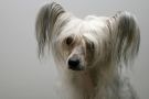 Sun Dan Keep On Going Chinese Crested