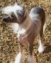 Serenity's Alive At Baldpark Chinese Crested