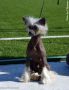 Rus Lorens Irving The Midnight Dancer Chinese Crested