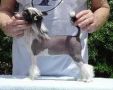 Kotickee Mae-Ling Chinese Crested