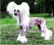 Sweet Sensations N'Co. Chinese Crested