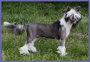 Clan of Stork's Kadbury Chinese Crested