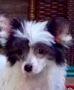 Mana's Roxette Chinese Crested