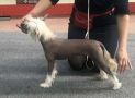 CASEE White Fusion Chinese Crested