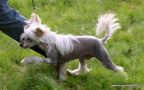 Doucai's Take A Bow Chinese Crested