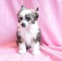 Darkmoon Paradise Herms Chinese Crested