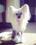 Jovancrest's Jewel of Kaunotar Chinese Crested