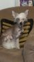 Ravens Mighty Bulldozer Chinese Crested
